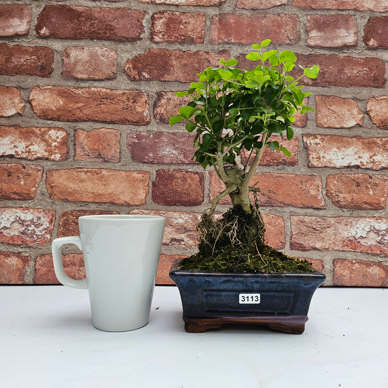 Chinese Privet (Ligustrum Sinense) Bonsai Tree | Broom | In 15cm Pot