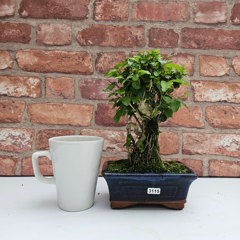 Chinese Privet (Ligustrum Sinense) Bonsai Tree | Broom | In 15cm Pot