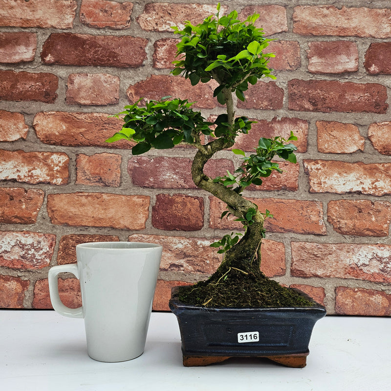 Chinese Privet (Ligustrum Sinense) Bonsai Tree | Shaped | In 15cm Pot