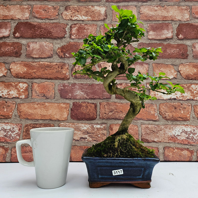 Chinese Privet (Ligustrum Sinense) Bonsai Tree | Shaped | In 15cm Pot