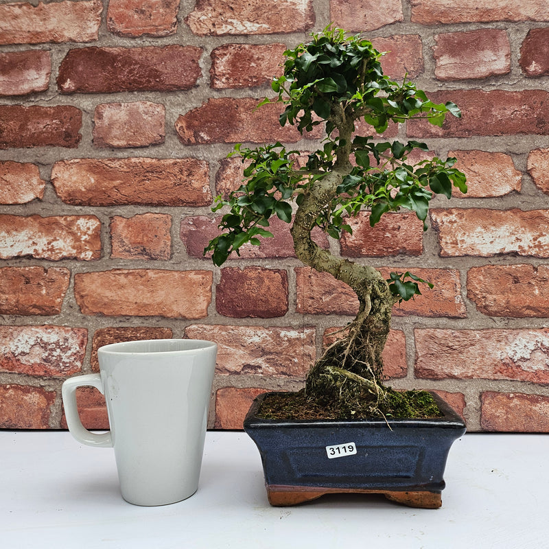 Chinese Privet (Ligustrum Sinense) Bonsai Tree | Shaped | In 15cm Pot