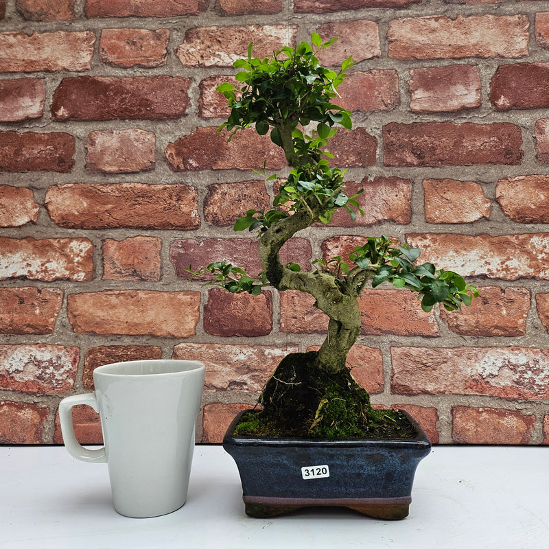 Chinese Privet (Ligustrum Sinense) Bonsai Tree | Shaped | In 15cm Pot