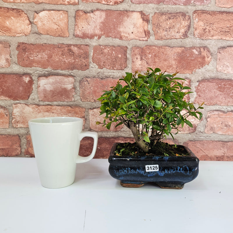 Bird Plum (Sageretia) Bonsai Tree | Broom | In 15cm Pot