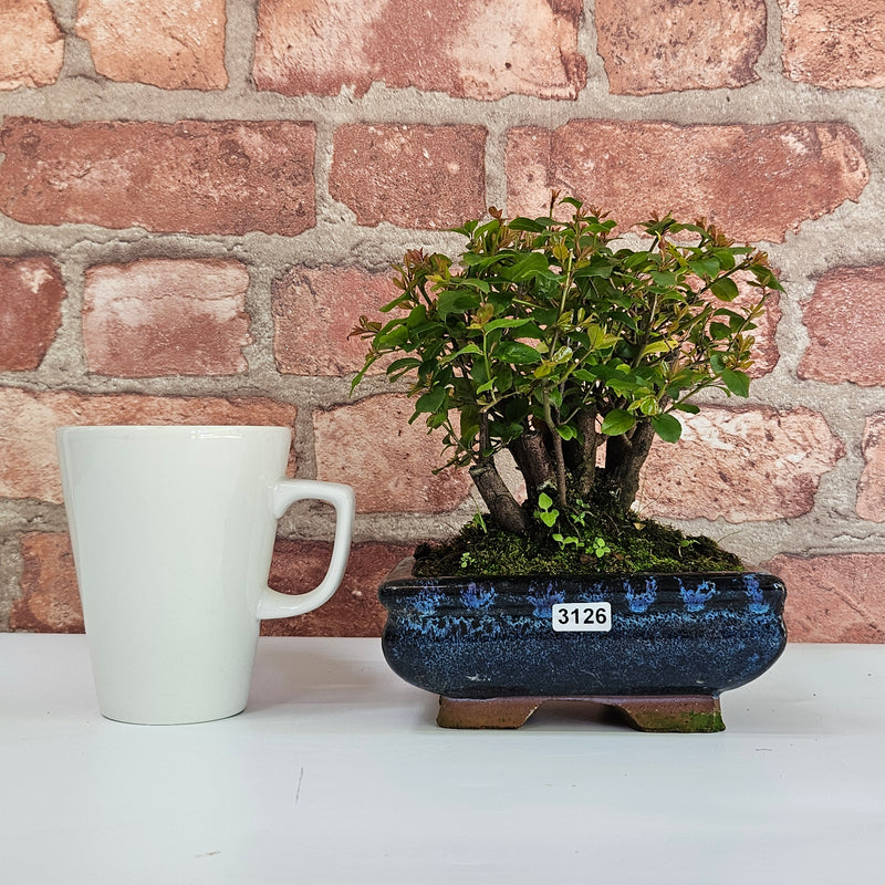 Bird Plum (Sageretia) Bonsai Tree | Broom | In 15cm Pot