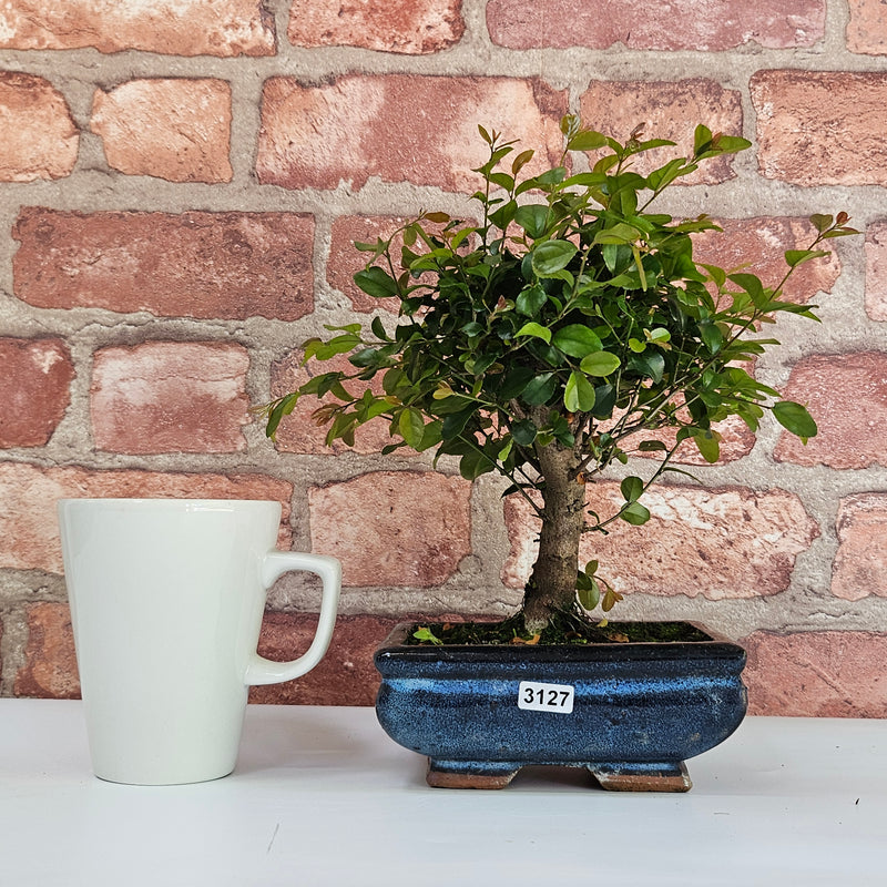 Bird Plum (Sageretia) Bonsai Tree | Broom | In 15cm Pot