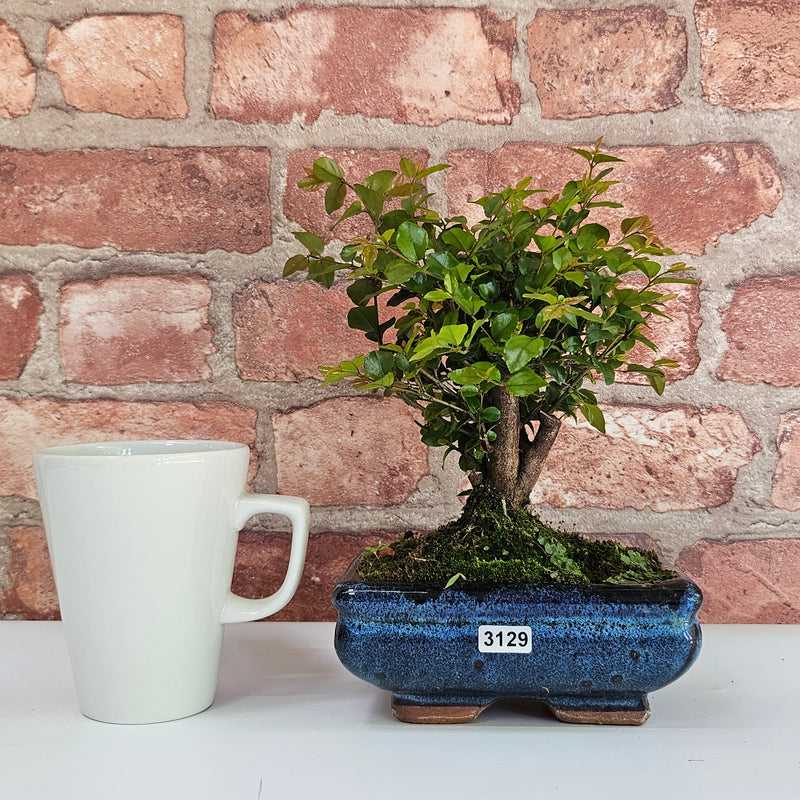 Bird Plum (Sageretia) Bonsai Tree | Broom | In 15cm Pot