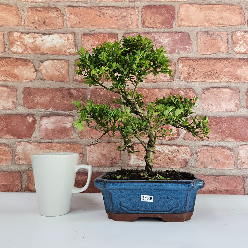 Japanese Holly (Ilex Crenata) Bonsai Tree | Shaped | In 20cm Pot