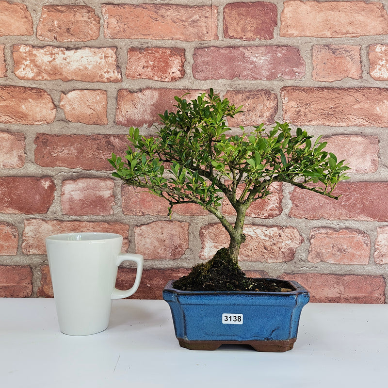 Japanese Holly (Ilex Crenata) Bonsai Tree | Shaped | In 15cm Pot