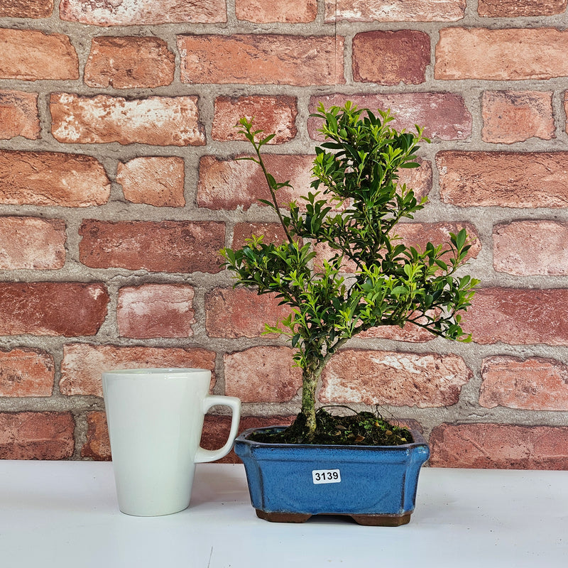 Japanese Holly (Ilex Crenata) Bonsai Tree | Shaped | In 15cm Pot