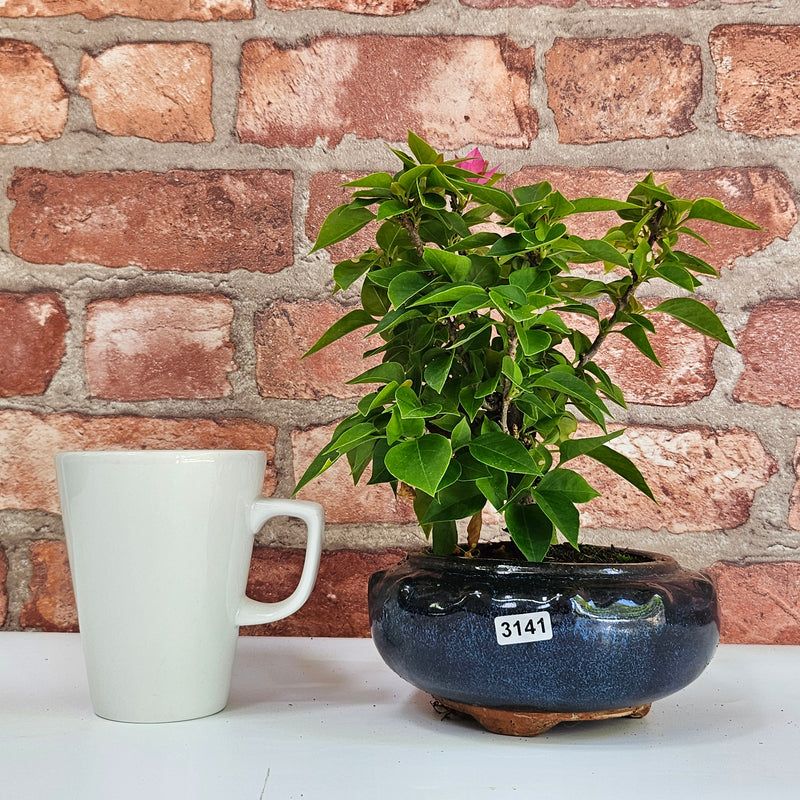 Bougainvillea Bonsai Tree | Broom | In 15cm Pot