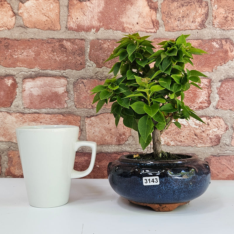 Bougainvillea Bonsai Tree | Broom | In 15cm Pot