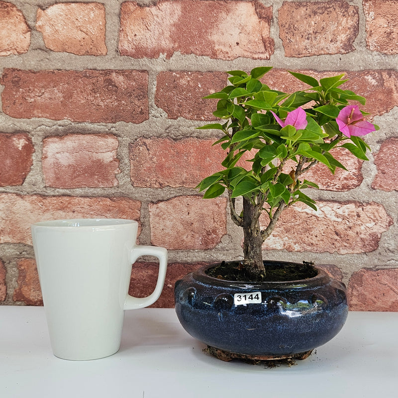 Bougainvillea Bonsai Tree | Broom | In 15cm Pot