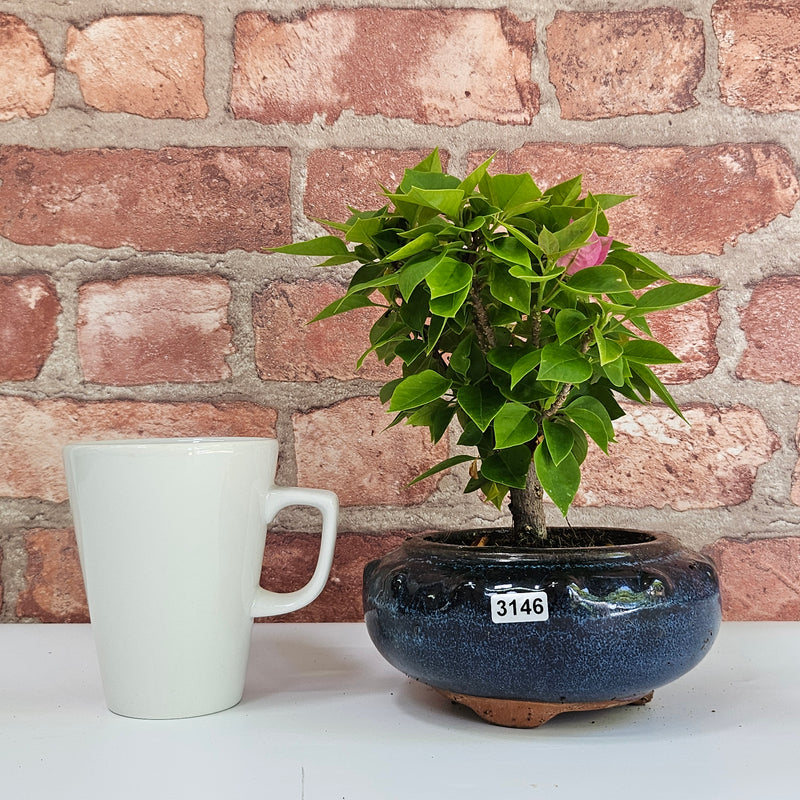 Bougainvillea Bonsai Tree | Broom | In 15cm Pot