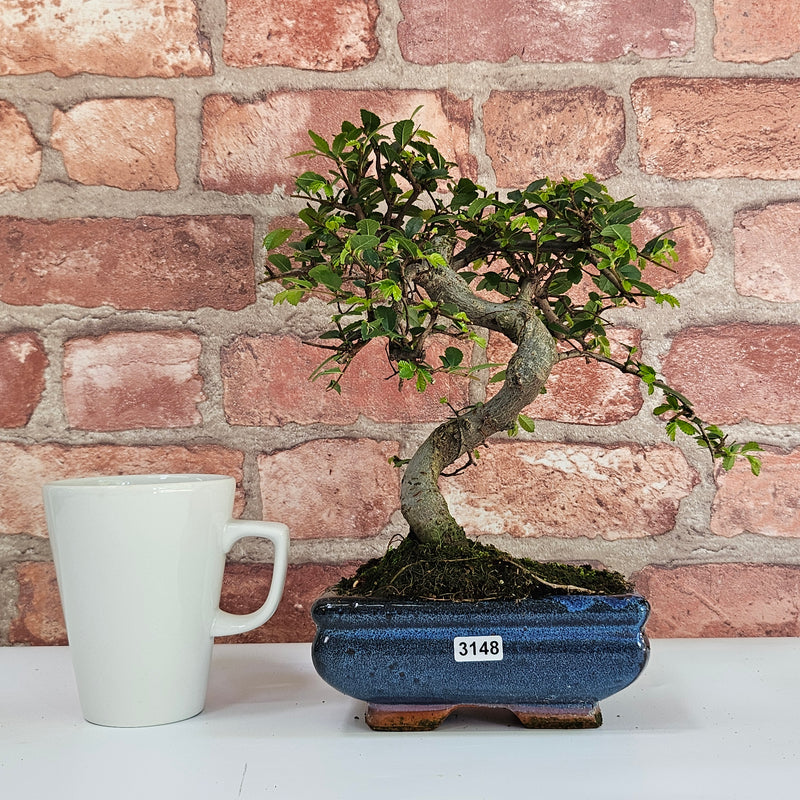 Chinese Elm (Ulmus Parvifolia) Bonsai Tree | Shaped | In 15cm Pot