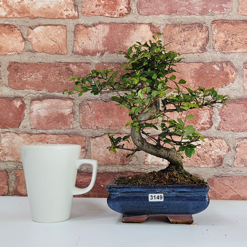 Chinese Elm (Ulmus Parvifolia) Bonsai Tree | Shaped | In 15cm Pot