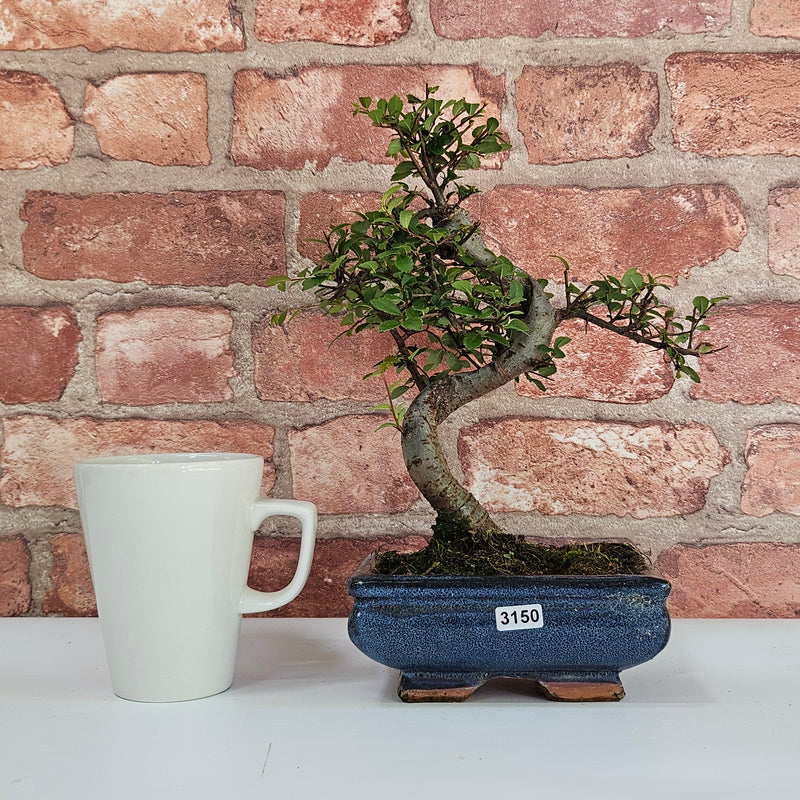 Chinese Elm (Ulmus Parvifolia) Bonsai Tree | Shaped | In 15cm Pot