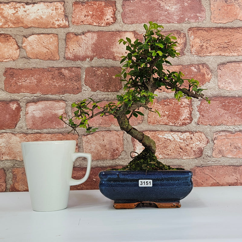 Chinese Elm (Ulmus Parvifolia) Bonsai Tree | Shaped | In 15cm Pot