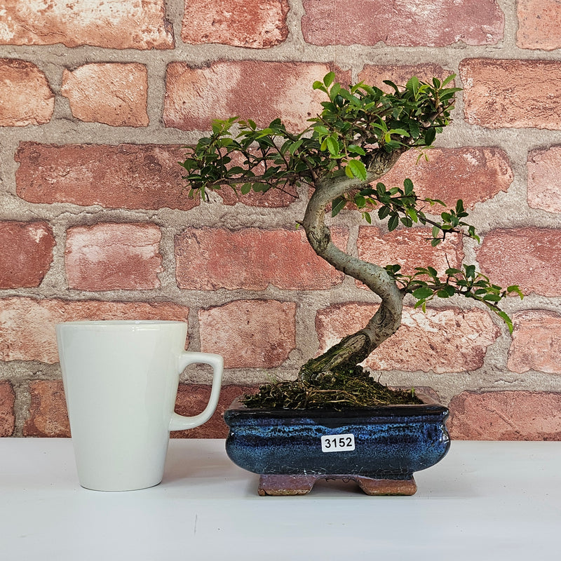 Chinese Elm (Ulmus Parvifolia) Bonsai Tree | Shaped | In 15cm Pot