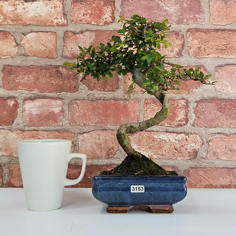 Chinese Elm (Ulmus Parvifolia) Bonsai Tree | Shaped | In 15cm Pot