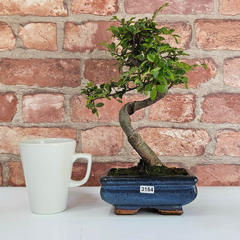 Chinese Elm (Ulmus Parvifolia) Bonsai Tree | Shaped | In 15cm Pot