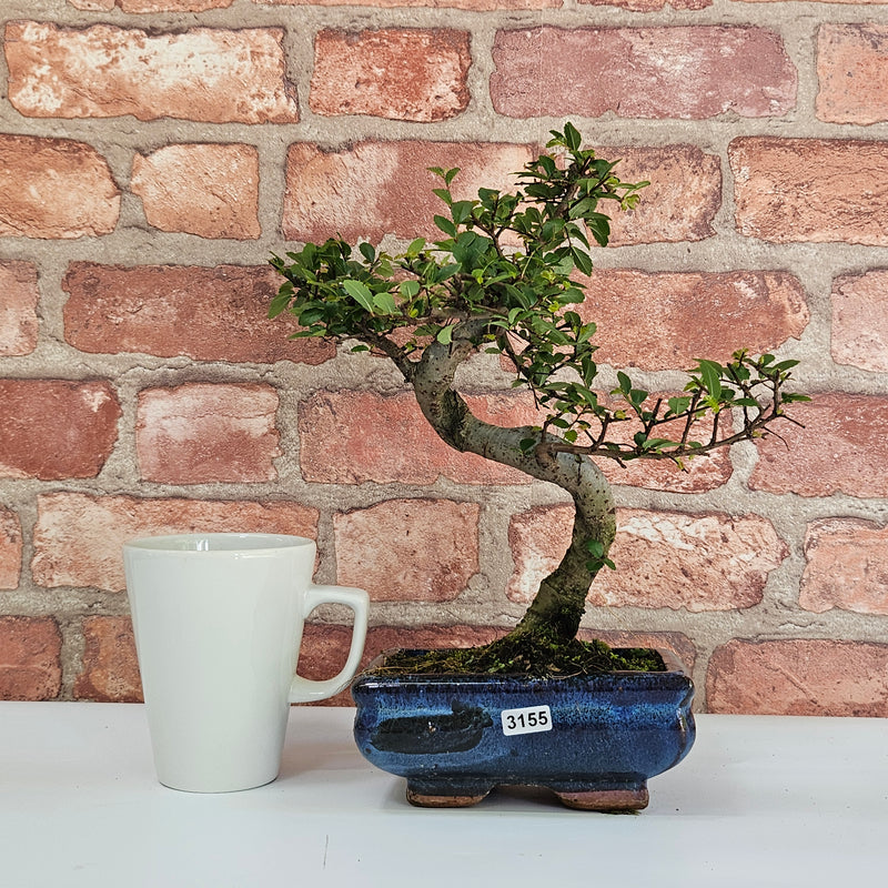 Chinese Elm (Ulmus Parvifolia) Bonsai Tree | Shaped | In 15cm Pot