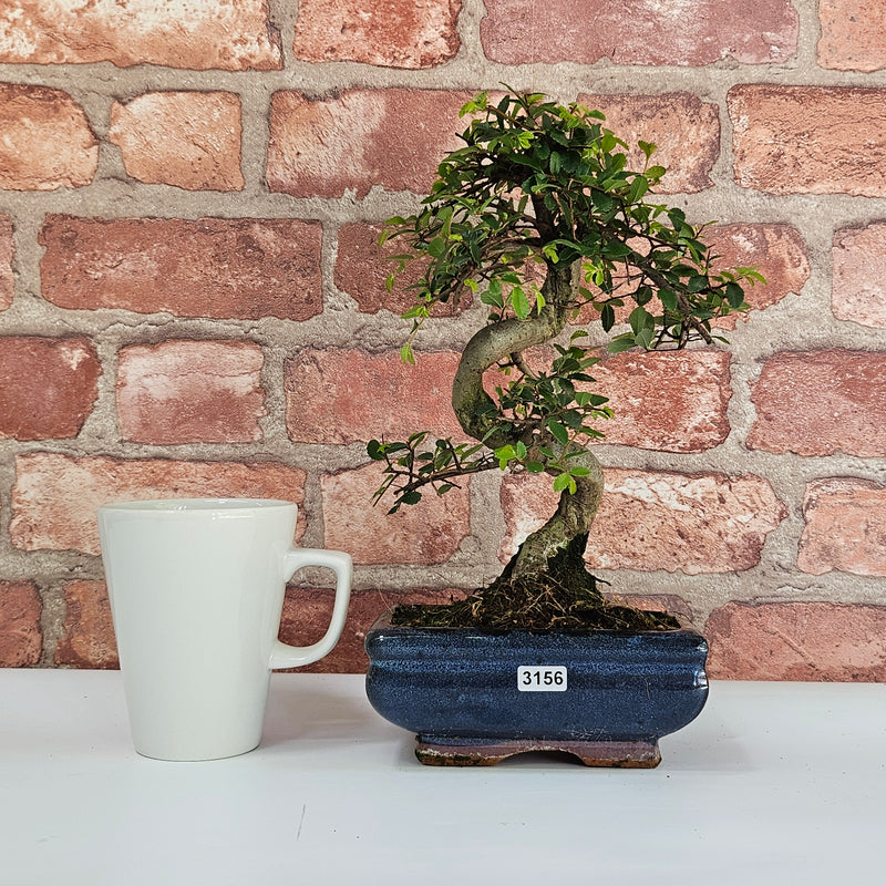 Chinese Elm (Ulmus Parvifolia) Bonsai Tree | Shaped | In 15cm Pot