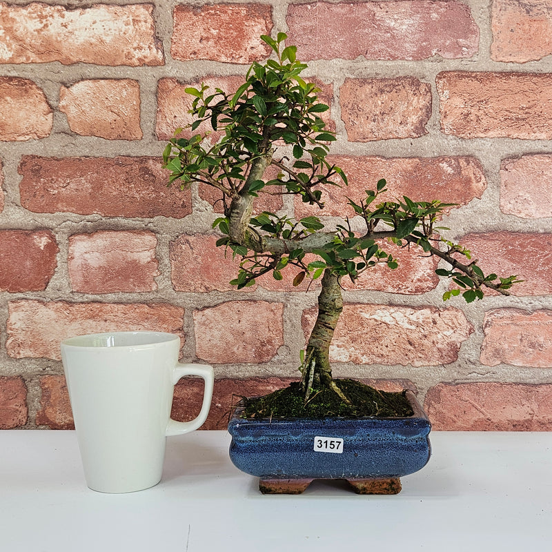 Chinese Elm (Ulmus Parvifolia) Bonsai Tree | Shaped | In 15cm Pot