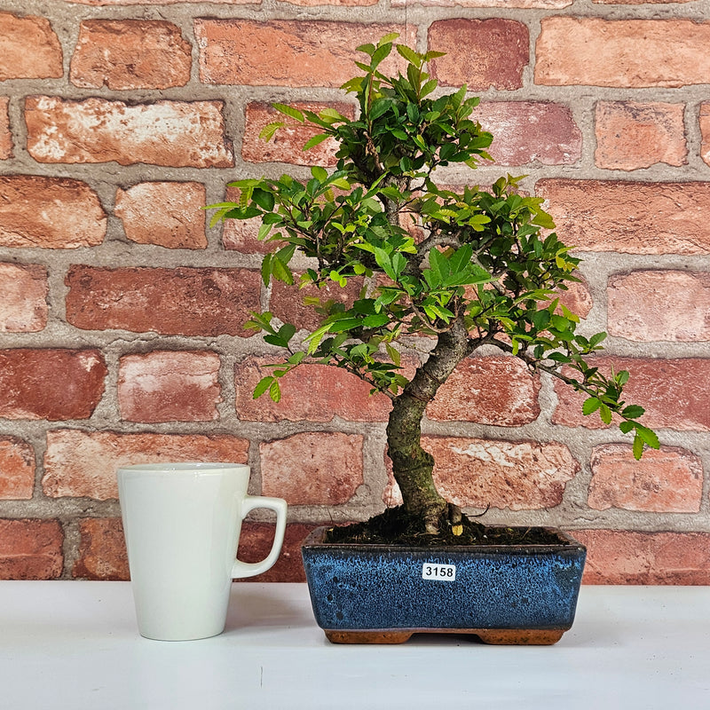 Chinese Elm (Ulmus Parvifolia) Bonsai Tree | Shaped | In 20cm Pot