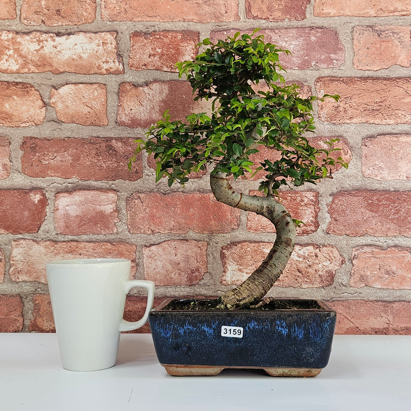 Chinese Elm (Ulmus Parvifolia) Bonsai Tree | Shaped | In 20cm Pot