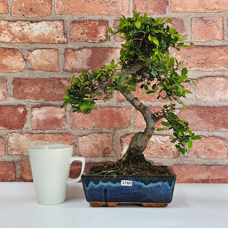 Chinese Elm (Ulmus Parvifolia) Bonsai Tree | Shaped | In 20cm Pot