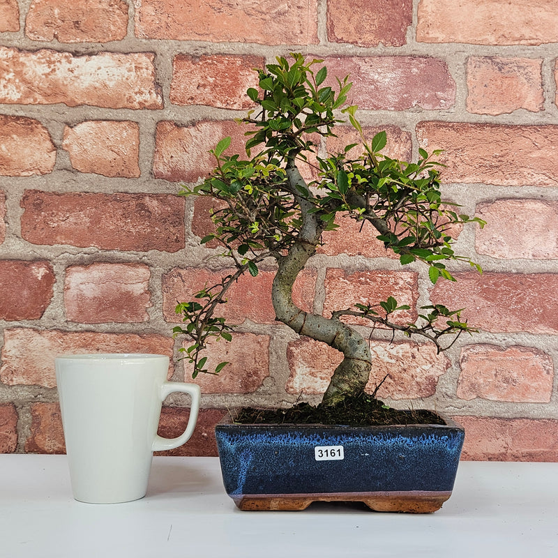 Chinese Elm (Ulmus Parvifolia) Bonsai Tree | Shaped | In 20cm Pot