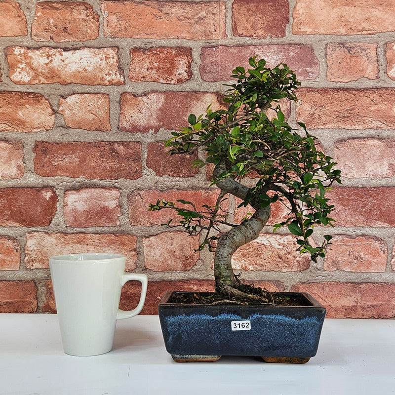 Chinese Elm (Ulmus Parvifolia) Bonsai Tree | Shaped | In 20cm Pot