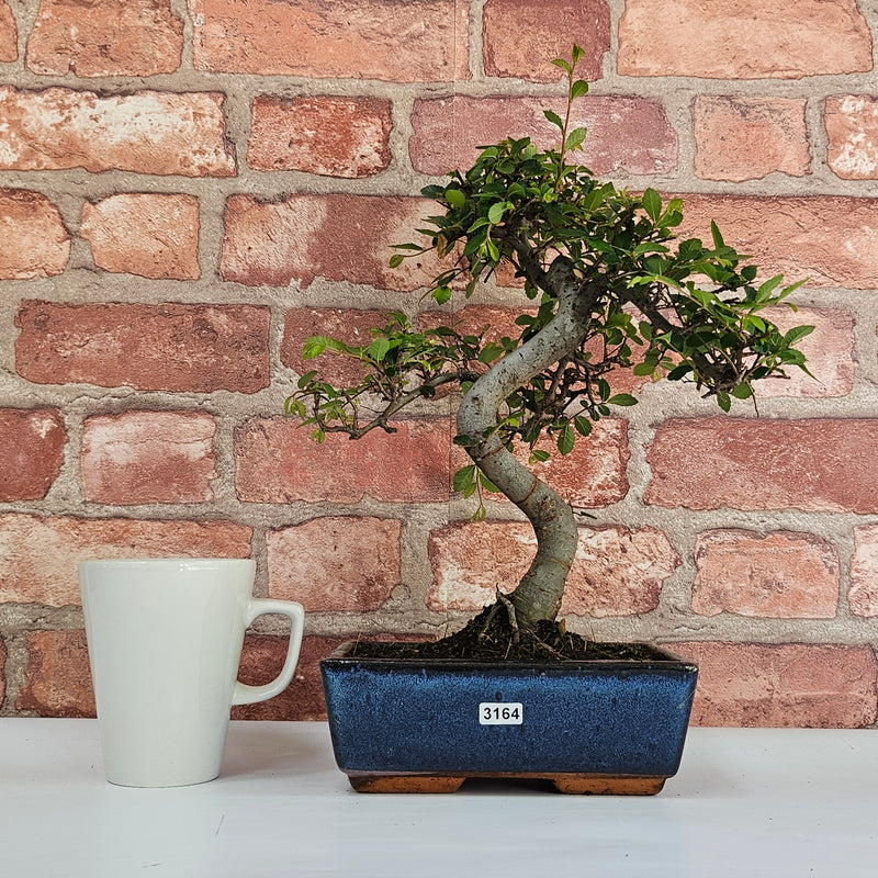 Chinese Elm (Ulmus Parvifolia) Bonsai Tree | Shaped | In 20cm Pot