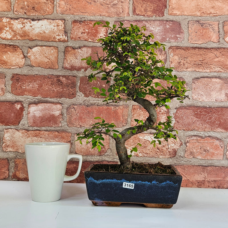 Chinese Elm (Ulmus Parvifolia) Bonsai Tree | Shaped | In 20cm Pot