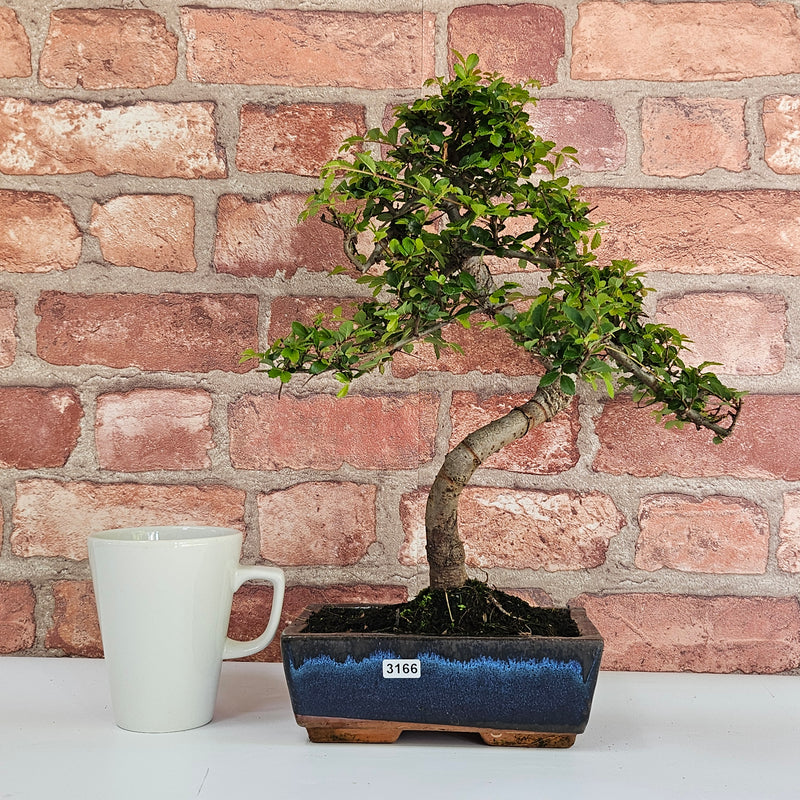 Chinese Elm (Ulmus Parvifolia) Bonsai Tree | Shaped | In 20cm Pot