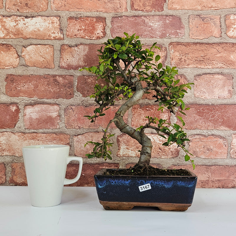 Chinese Elm (Ulmus Parvifolia) Bonsai Tree | Shaped | In 20cm Pot