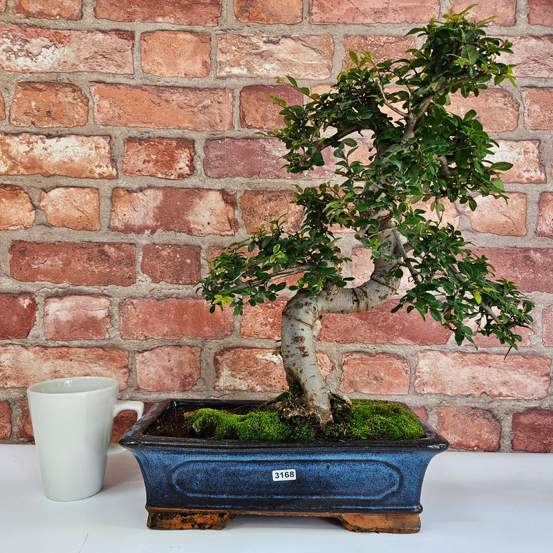 Chinese Elm (Ulmus Parvifolia) Bonsai Tree | Shaped | In 30cm Pot