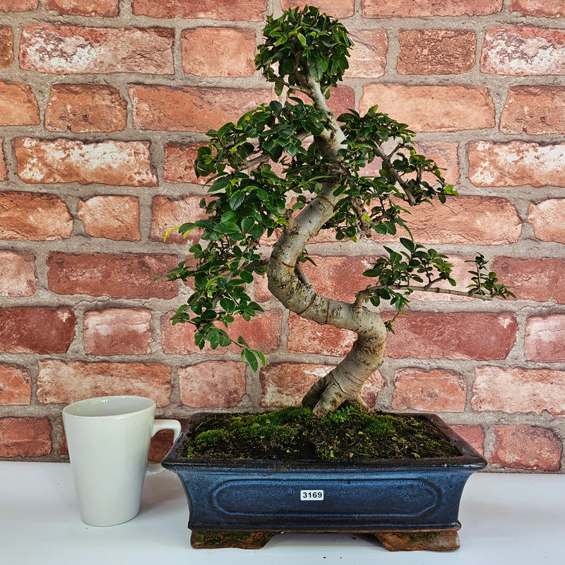 Chinese Elm (Ulmus Parvifolia) Bonsai Tree | Shaped | In 30cm Pot