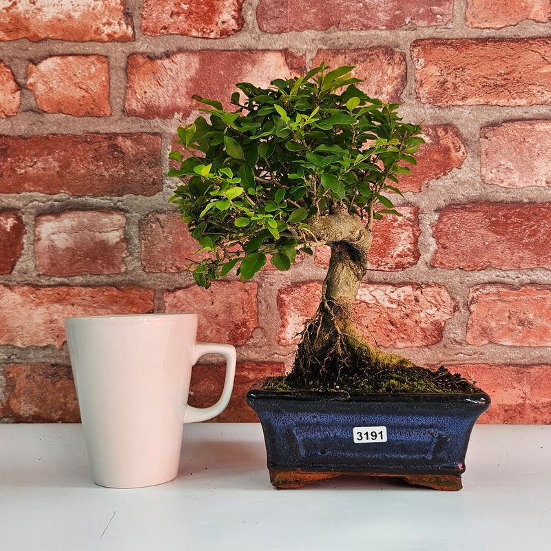 Chinese Privet (Ligustrum Sinense) Bonsai Tree | Broom | In 15cm Pot