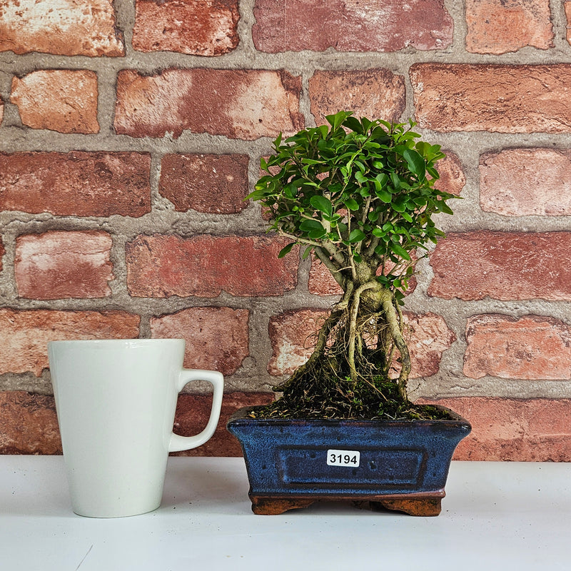 Chinese Privet (Ligustrum Sinense) Bonsai Tree | Broom | In 15cm Pot