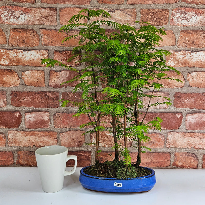 Dawn Redwood (Metasequoia) Bonsai Tree Forest | Informal Upright | In 20cm Pot