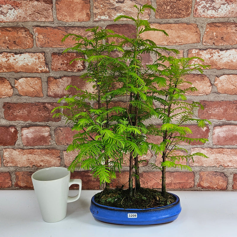 Dawn Redwood (Metasequoia) Bonsai Tree Forest | Informal Upright | In 20cm Pot