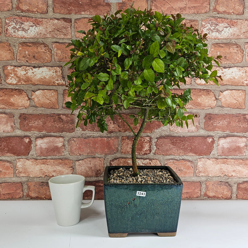 Brush Cherry (Syzygium) Bonsai Tree | Broom | In 20cm Pot