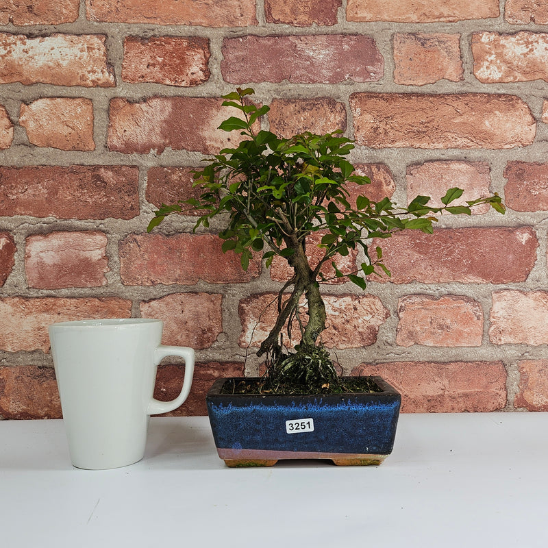 Bird Plum (Sageretia) Bonsai Tree | Broom | In 15cm Pot