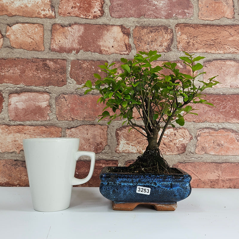 Bird Plum (Sageretia) Bonsai Tree | Broom | In 15cm Pot