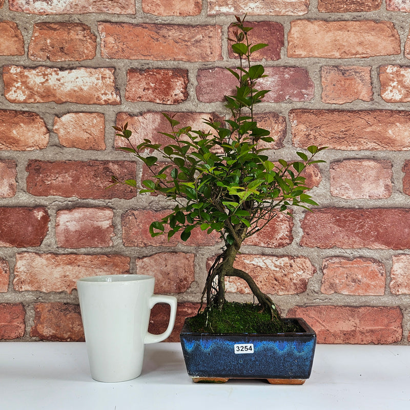 Bird Plum (Sageretia) Bonsai Tree | Broom | In 15cm Pot