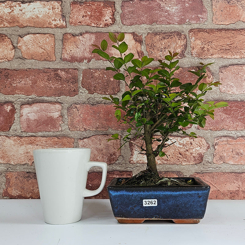 Bird Plum (Sageretia) Bonsai Tree | Broom | In 15cm Pot