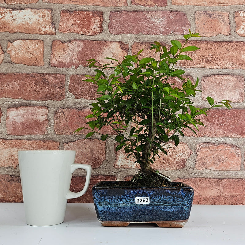 Bird Plum (Sageretia) Bonsai Tree | Broom | In 15cm Pot