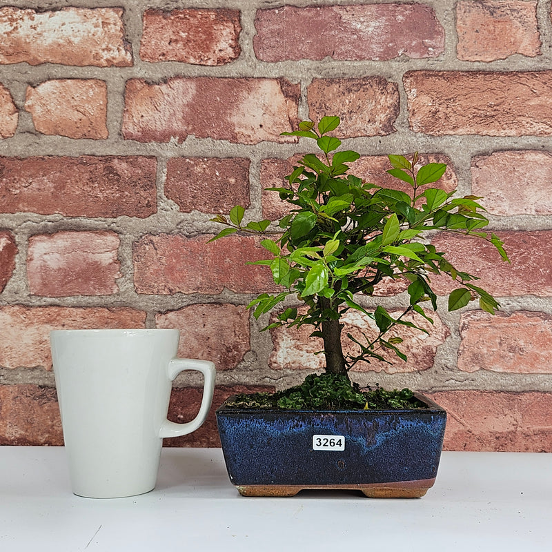 Bird Plum (Sageretia) Bonsai Tree | Broom | In 15cm Pot