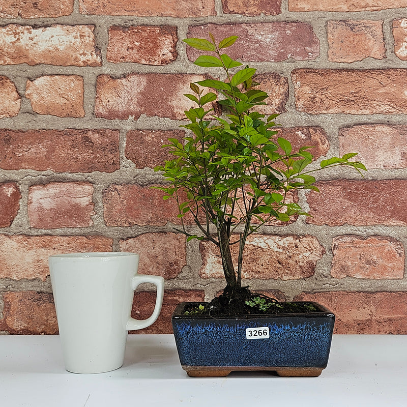 Bird Plum (Sageretia) Bonsai Tree | Broom | In 15cm Pot